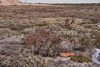 Cat resting in a salt marsh on Al Khor Island.