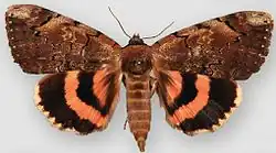 Catocala carissima carissima underwing