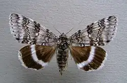 Catocala relicta the relict