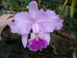 An orchid flower.
