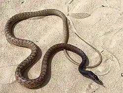 Coachwhip snake (Masticophis flagellum)