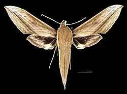 Cechenena minor ♂