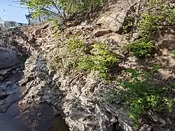 Cement City Limestone, Dewey Formation, Upper Linn Subgroup, Kansas City Group, Missourian Series, Pennsylvanian System. Also known as Drum Limestone. Note irregular wavy-bedded upper layers - common in the upper portions of Middle Limestone formations. As sea levels slowly decline, they reach a level where the seabed is sometimes and then continually disturbed by waves, before transitioning to a tidal and then non-marine environment where limestone is no longer produced. Thus, the common transition from regular limestone layers to wavy-bedded and more disturbed layers, and finally a transition to a shale formation.