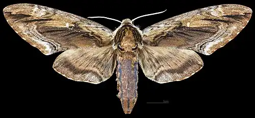 Ceratomia amyntor ♀