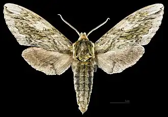 Ceratomia hageni ♂