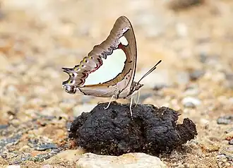 Ventral view