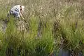 A researcher wearing a beige shirt and hat kneels in a wetland with tall grasses and pools of dark water. He is reaching into the soils of the wetland with one arm.