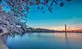 Cherry blossoms along the Tidal Basin.