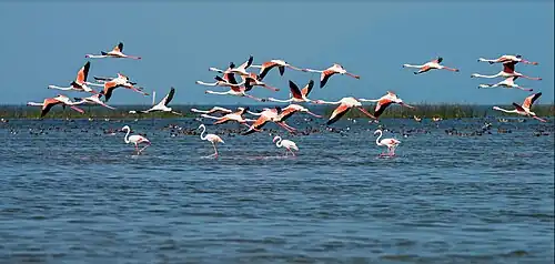 Greater flamingos (Phoenicopterus ruber)