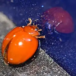 Chilocorus circumdatus