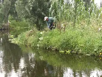 One of the remaining chinampas in Xochimilco