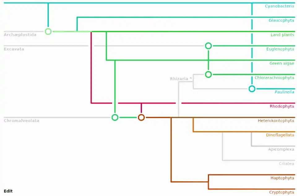 Cladogram of chloroplast evolution