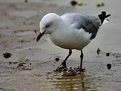 Foraging by oscillating its foot in sand at low tide to uncover prey