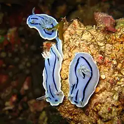 Pale blue individuals of Chromodoris willani