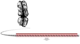 A chromosome unravelling into a long string of DNA, a section of which is highlighted as the gene