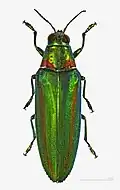 Chrysochroa rajah thailandica - Chiang Mai, Thailand