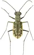 Cicindela marginata