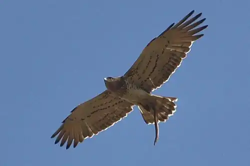 Caught by a short-toed snake eagle