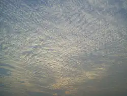 A large field of cirrocumulus clouds in a blue sky, beginning to merge near the upper left.