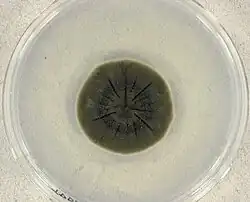 Cladosporium sphaerospermum, a radiotrophic fungus first described in 1886.