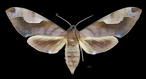Female dorsal