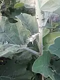 Close-up of Thorny leaves and stem of Nayagarh Kanteimundi brinjal