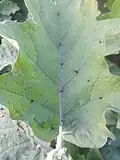 Close-up of Thorny leaves of the brinjal plant