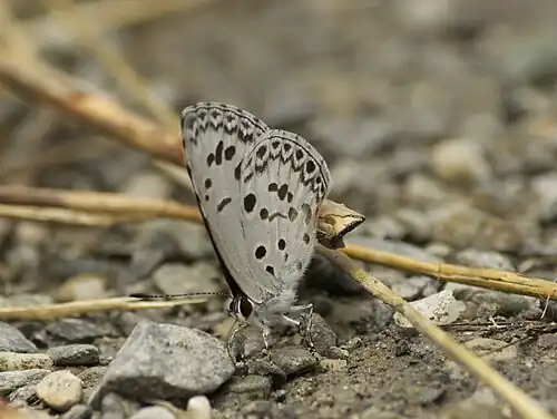 Ventral view