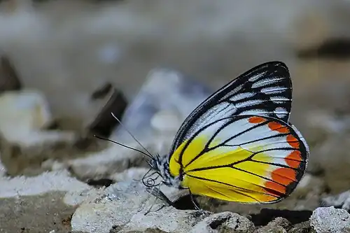 Ventral view