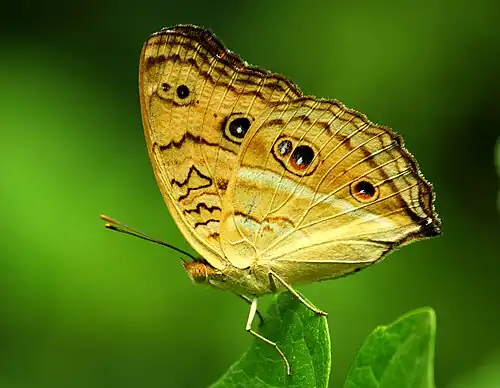 Ventral view
