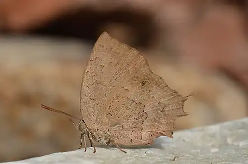 Ventral view