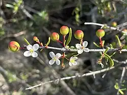 Flowers with berries