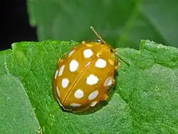 Imago