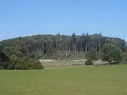 Woodland near Plas Heaton