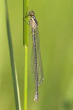 female newly emerged