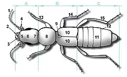 9 = Coleoptera scutellum
