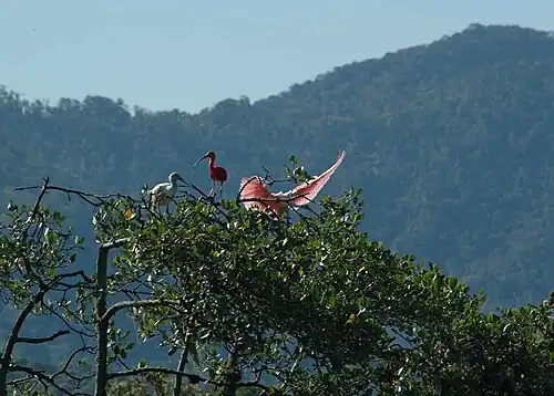 Guarás in the trees of the Guaraqueçaba Ecological station