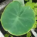 Colocasia, "elephant ear" plant