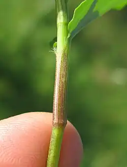 Closeup of leaf sheath