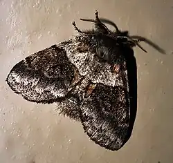 Common Gluphisia Moth (Gluphisia septentrionis)