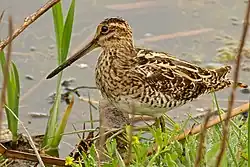 Long-legged bird with long bill wading in marsh