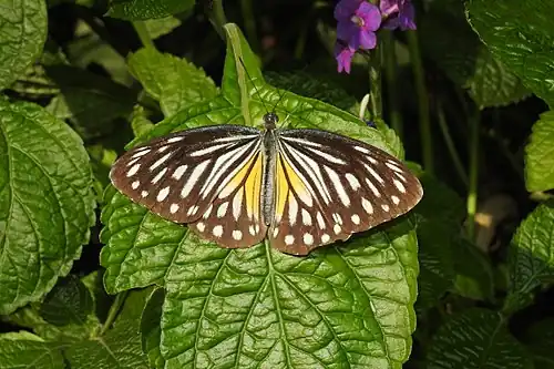 Dorsal view (female, form philomela)