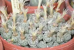 Typical, strongly-marked heads of Conophytum minimum