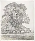 John Constable, Elm trees in Old Hall Park, East Bergholt [1817] (Ulmus × hollandica[12])
