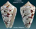 Conus ammiralis Linnaeus, C., 1758