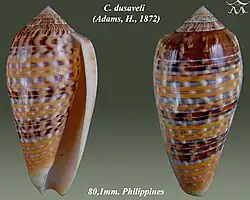 Conus dusaveli (Adams, H., 1872)