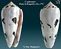 Conus gubernator Hwass in Bruguière, J.G., 1792