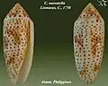 Conus nussatella Linnaeus, C., 1758