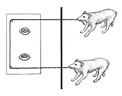 Sketch of two dogs pulling a rope attached to a platform baited with food
