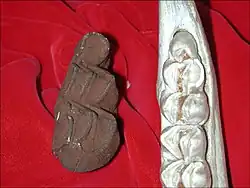 An extinct giant giraffe molar (left) from Coopers Cave compared in size to a large adult male giraffe tooth still in the mandible (right)